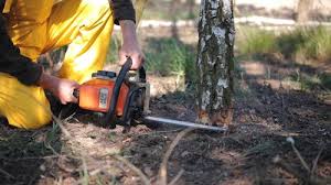 Best Pest Control for Lawns  in West Belmar, NJ