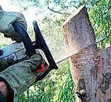 Best Emergency Tree Removal  in West Belmar, NJ