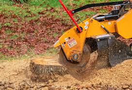 Best Tree Risk Assessment  in West Belmar, NJ
