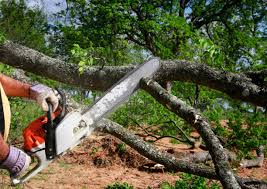 Best Stump Grinding and Removal  in West Belmar, NJ