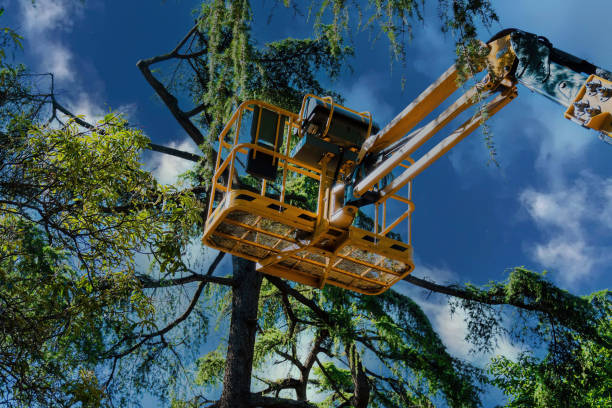 Best Commercial Tree Services  in West Belmar, NJ